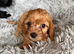 Lovely Red cockapoo looking for his new home