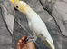 Stunning Super Tame Super Cuddly Lesser Sulphur Crested Cockatoo Parrot,14