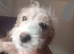 Urgent!! LAST PUP Fully vaccinated Cockapoo x Jack Russell