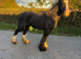 Ride and drive Black mare