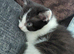 Kittens ready now