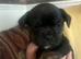 FRENCH BULLDOG CROSS