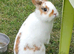 Sweet very quiet little dwarf boy. 8 months.Loves being out on the grass in peace!