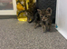Lovely Kittens Looking for Loving Homes ️