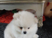 Pomeranian puppy