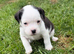 Long haired French cross jackrussle