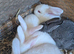 6 bunnies