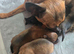 Chihuahua x puppies