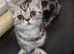 Bsh.kitten boy looking for new home now.