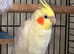 lutino cockatiel