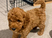 Toy poodles