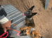 18-Month-Old Belgian Malinois Ready for His Forever Home
