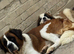 Saint Bernard Puppies For Sale