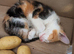 Two kittens available now