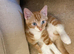 Four gorgeous kittens for sale.