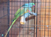 ALEXANDRINE BOUNDED PAIR