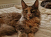 Maine Coon. Blue Smoke.