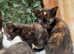 FLUFFY TORTIE FEMALE KITTENS TO RESERVE