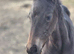 ** stunning bay filly **
