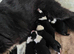 Border Collie puppies