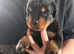 Chunky traditional Rottweiler pups