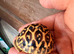Indian star tortoise cb25