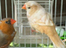 Zebra Finches