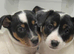 TWO BEAUTIFUL PUPPIES LOOKING FOR THEIR FOREVER HOMES