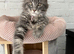 TICA REG Maine Coon XXL Kittens