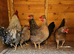Cream Crested Legbar eggs