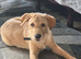 4 month old Labrador