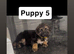 German Shepherd Puppies