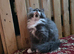 Two beautiful kittens