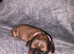 Shih Tzu x Lhasa Apso (Shih Apso) puppies for sale