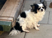 Parti tan point white black chihuahua girl