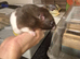Male hamster
