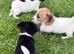 Miniature Jack Russell’s