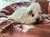 Funky baby girl guinea pigs