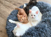 Ginger Kitten