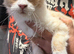Maine Coon Boy