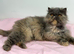 female persain registered active