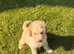 Cute Toy Cavapoo Puppies
