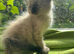 Ragdoll Sweet Kittens + chip, health card, food