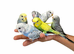 Super silly hand tamed baby budgies for sale
