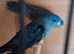 Pair of Blue Lineolated Parakeets