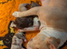 Beautiful Pocket Bullies