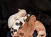 Cocker spaniel puppies