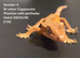 Cappuccino- Juvenile Crested Geckos with full Lineage