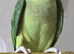 My parrot for sale with cage