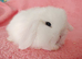 Baby mini lops for sale
